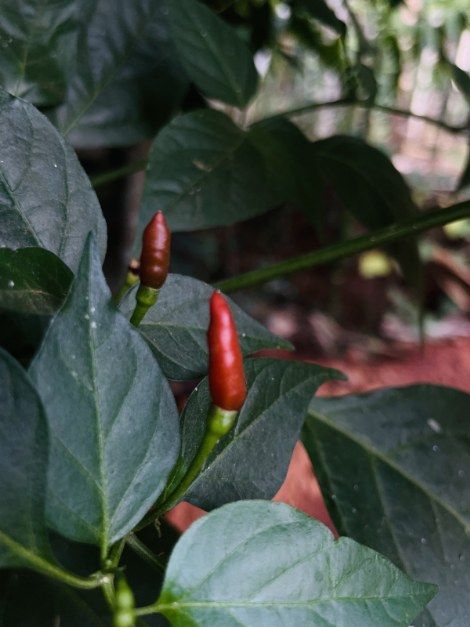 Bird eye chillies growing in a home garden near Honavar