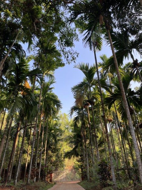 Arecanut plantations