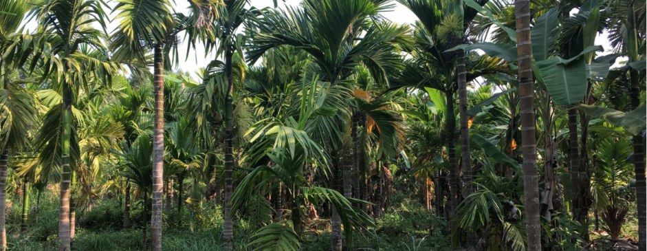 Areca Plantation Walk