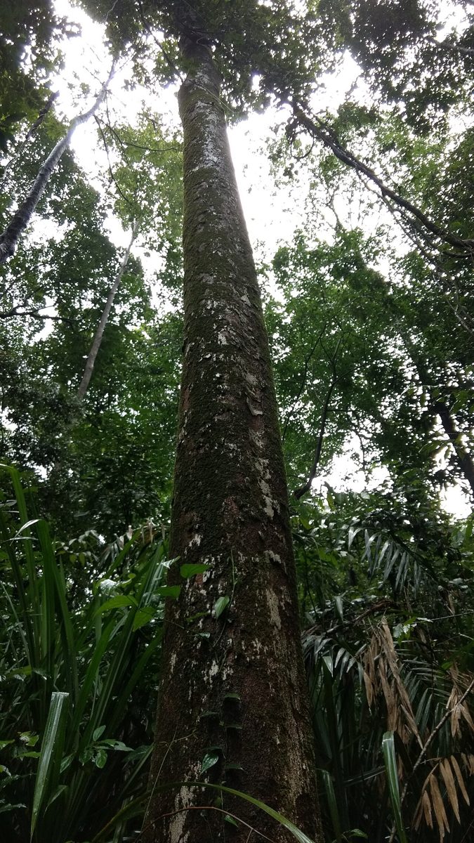 Western Ghats forests