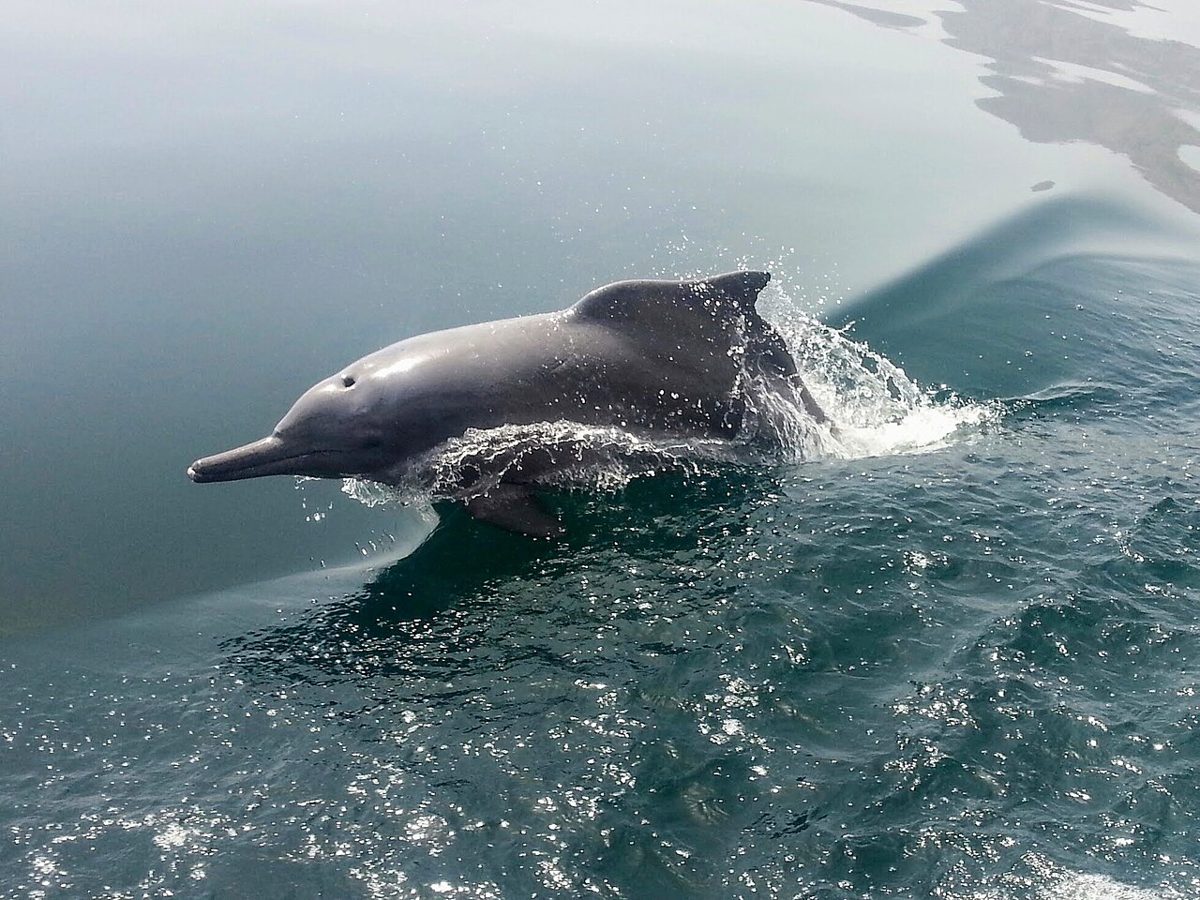 Dolphins & porpoises