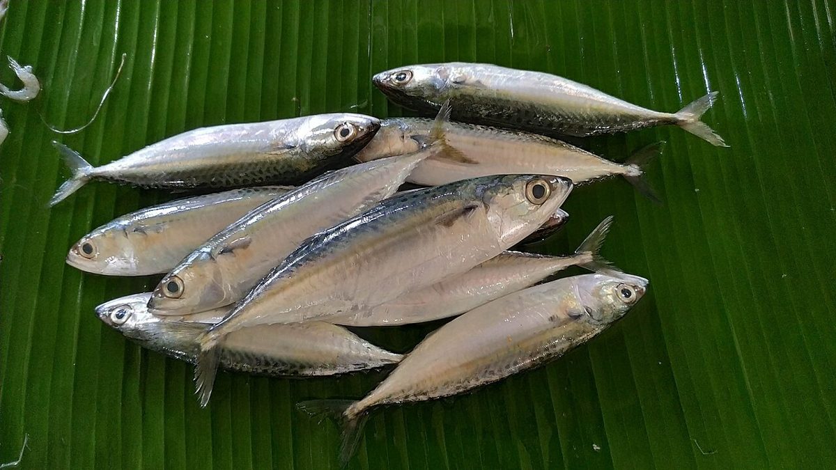 Fish & fisheries