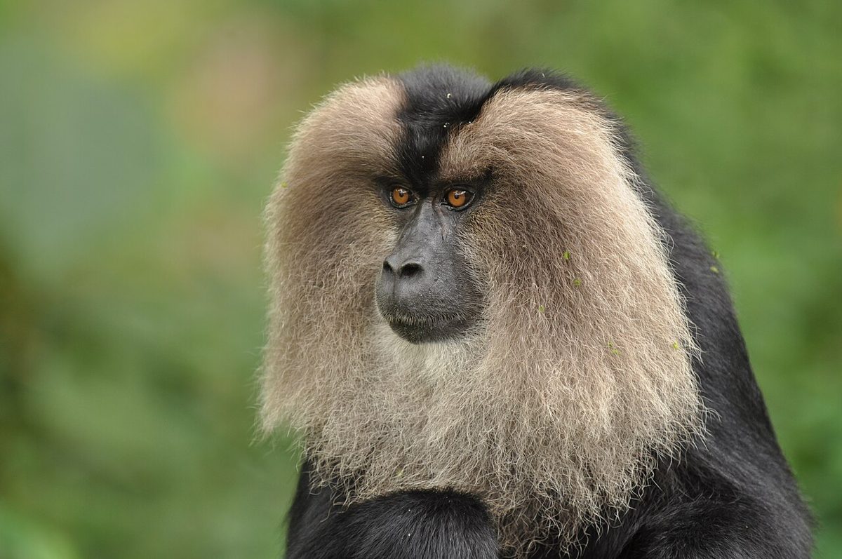 Lion-tailed macaque
