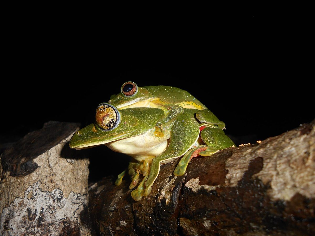 Frogs & reptiles