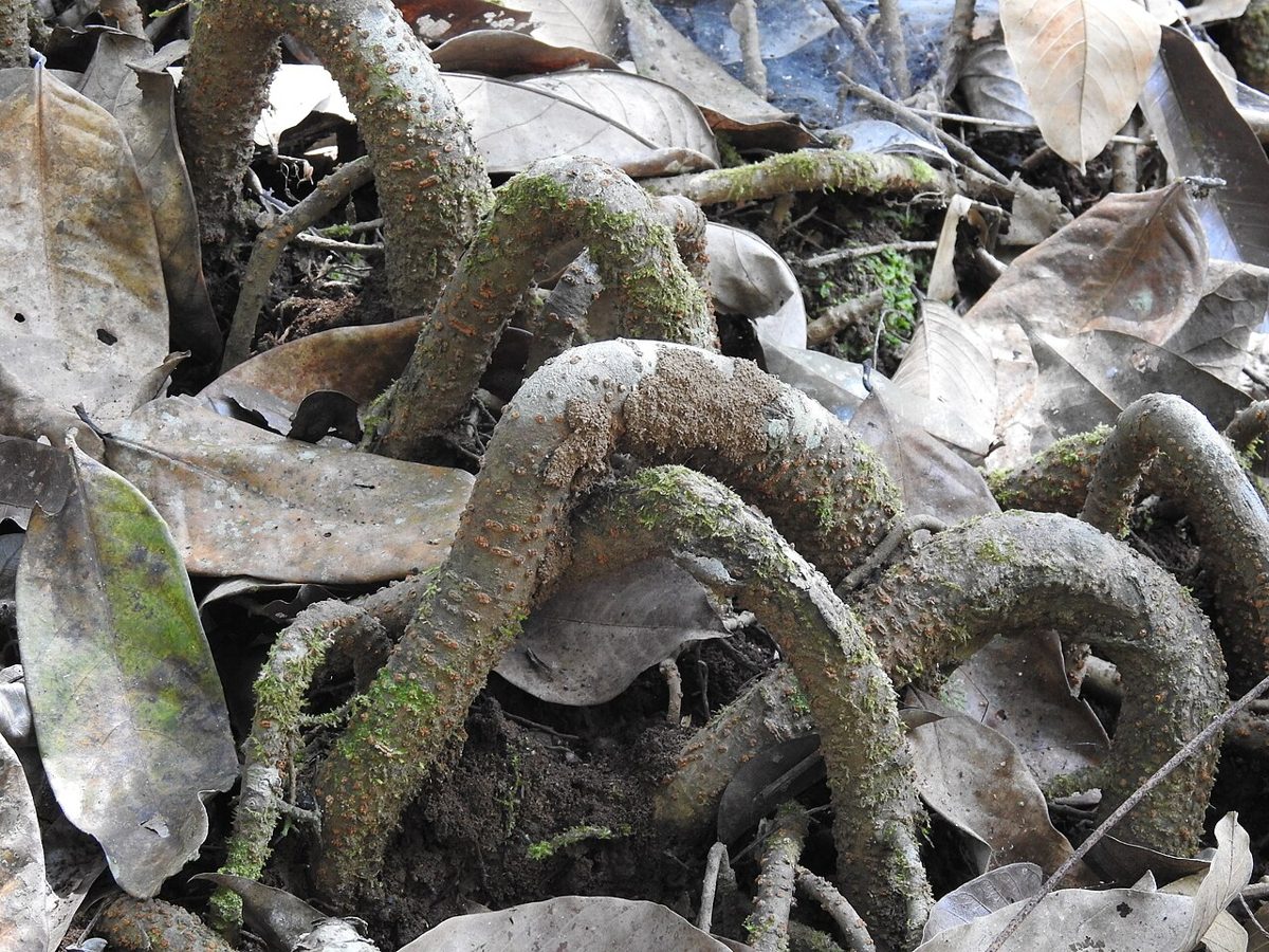 Myristica swamps & sacred groves