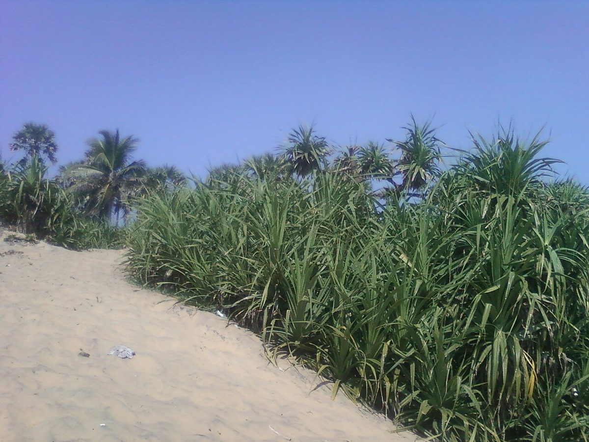 Sand dunes