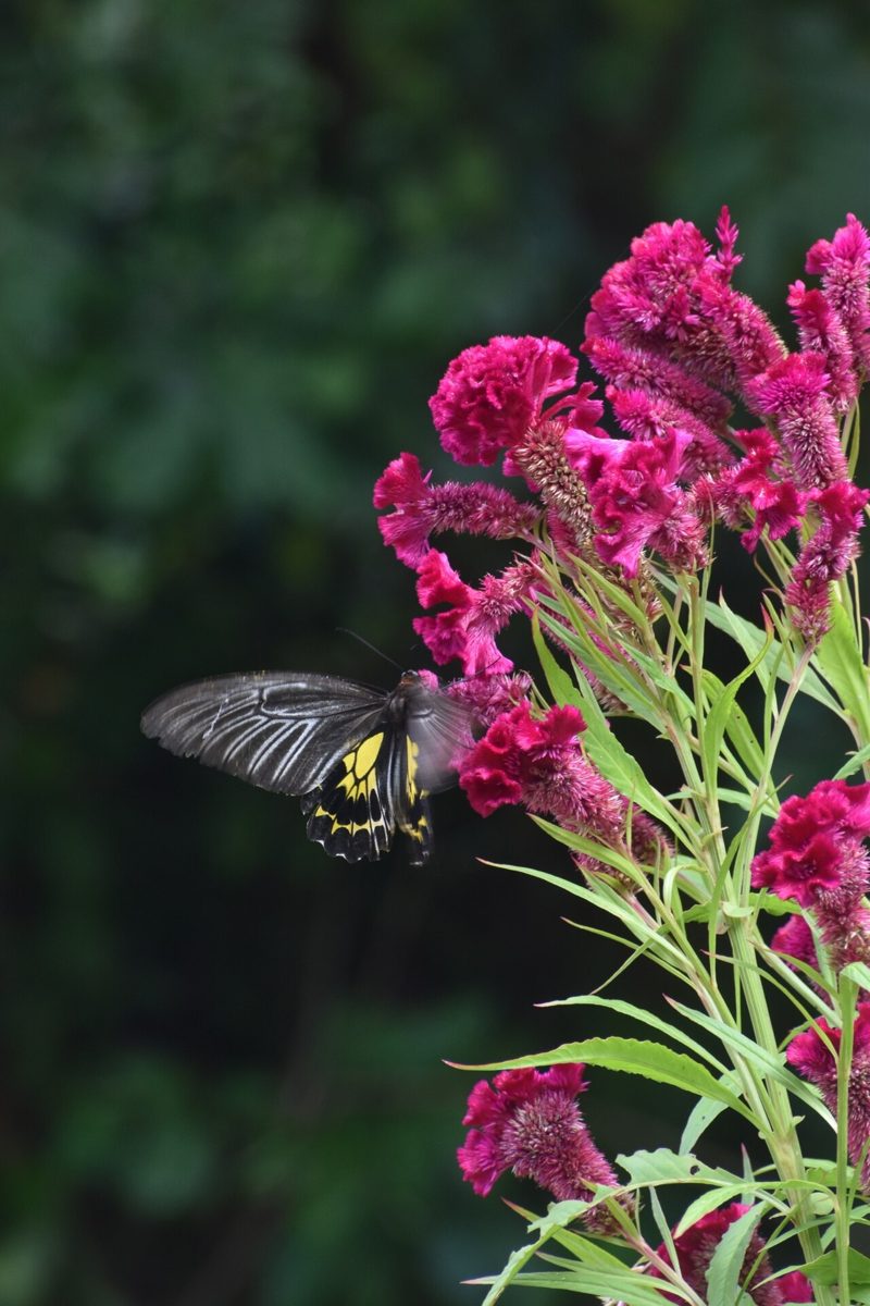 Butterflies & insects