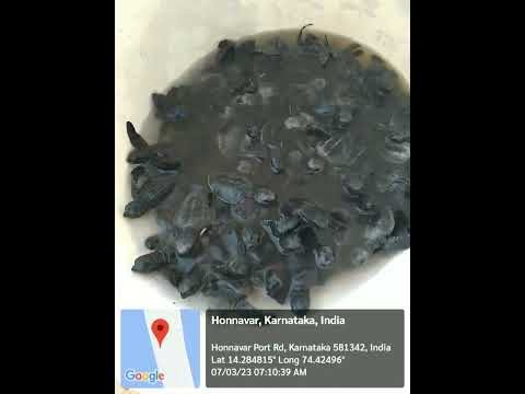 96 hatchlings released on Holi, 7 March 2023