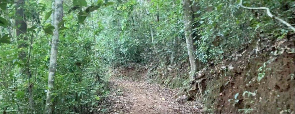 Jungle Trekking