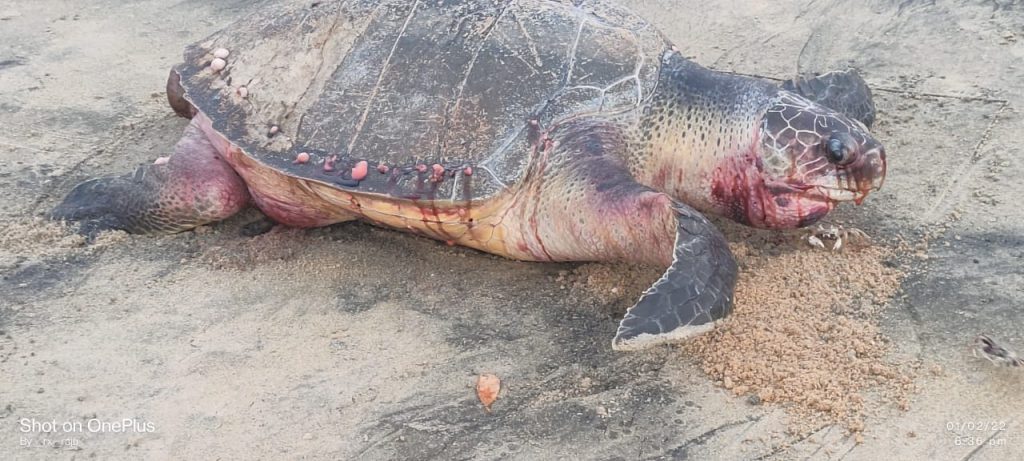 A dead Olive Ridley found at Tonka