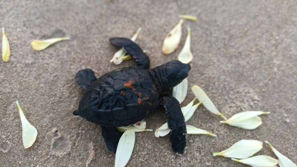 Olive Ridley sea turtles